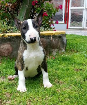 Bull Terrier