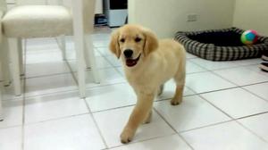 Cachorra Golden Retriever