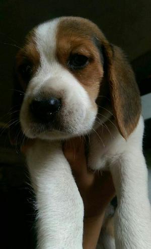 Cachorrito Beagle Tricolor