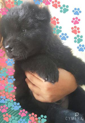 Cachorrito Chow Chow Macho en Venta