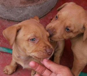 Cachorros American Bully
