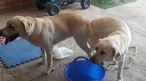 Cachorros Labrador