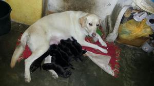 Cachorros Labrador Retriver de Raza