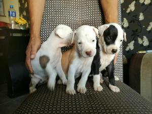 Cachorros Pitbull