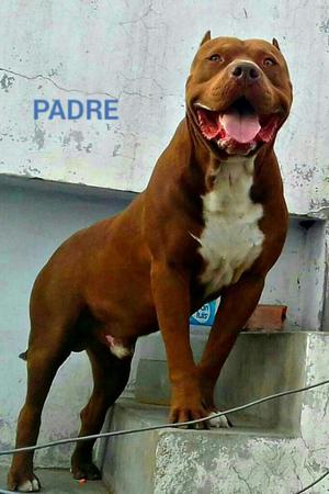 Cachorros Pitbull Rednose