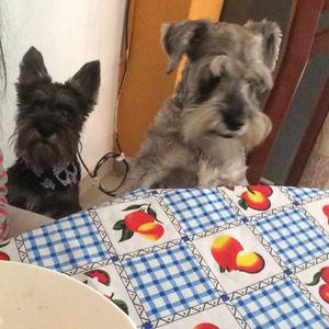 Cachorros Schnauzer