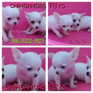 Cariñosos Chihuahuas Toys Blancos Argentinos