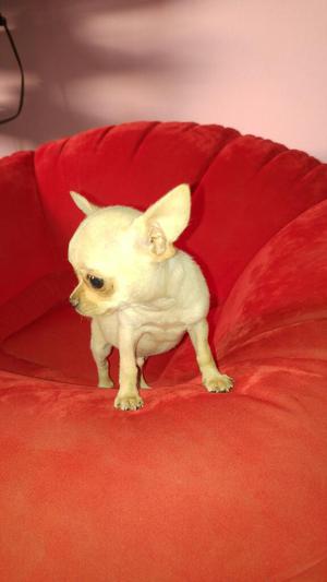 Chihuahua Pedigre Plata