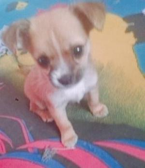 Chihuahua busca familia buena que le puede dar todo el amor