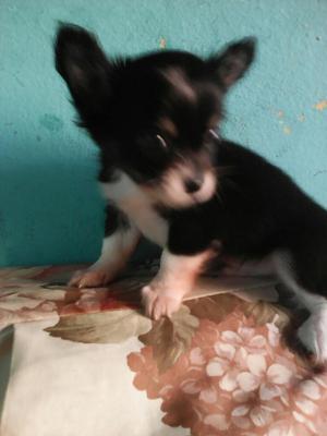 Chihuahua en Venta
