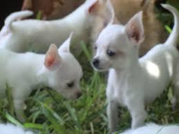 Chihuahua miniatura.