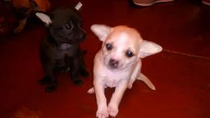 Chihuahuas Hermosos