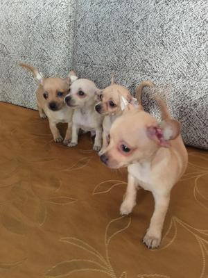 Chihuahuas Toy Cachorritos