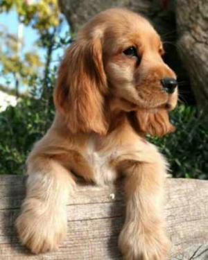 Cocker Spaniel