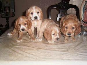 Cocker Tiernos Cachorros