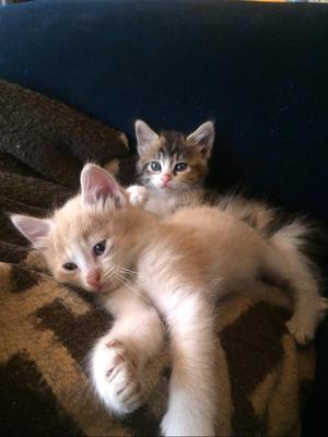 Gatitos Cariñosos en Adopcion