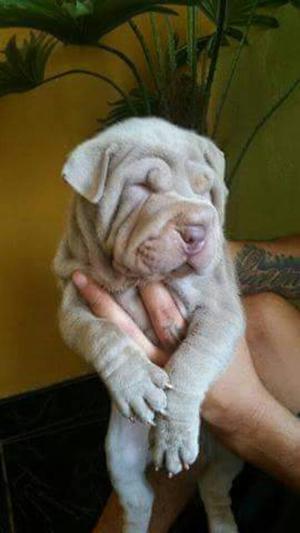 Hermosos Cachorros Sharpei