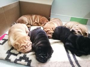 Hermosos Shar Peis