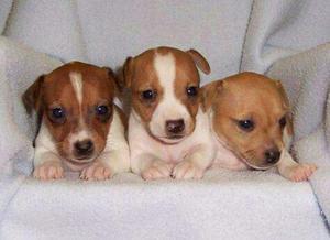 Jack Russell Bicolor