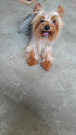 Lindo Yorkie para Monta.