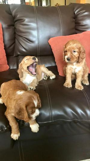 Lindos cocker Spaniel nacieron el 