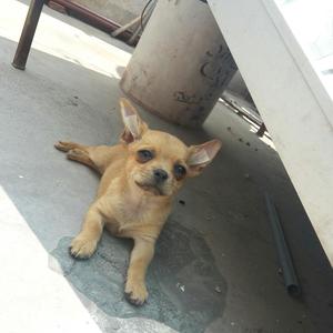 Perritos Chihuahua