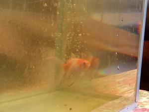 Pez Shubunkin Goldfish