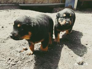 Se Vende Lindos Cachorros Rottweiler