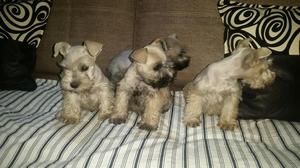 Se Vende Perros Schnauzer Blancos