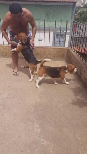 VENDO MIS CACHORRITOS BEAGLE LISTOS PARA UN NUEVO HOGAR