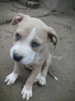 Vendo Perrita Pitbull de 2 Meses