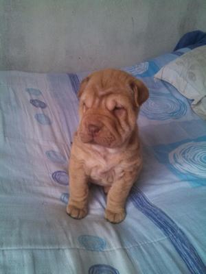 Vendo Urgente Sharpei a 450 Soles