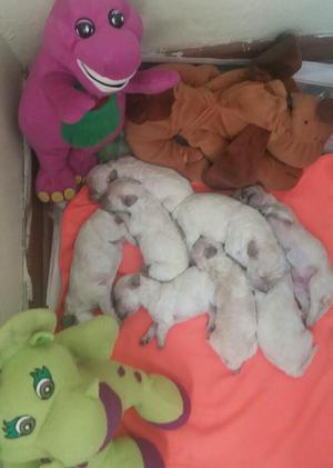 Venta Cachorros Bichon Frise 