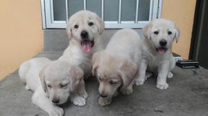 Venta Cachorros Labrador