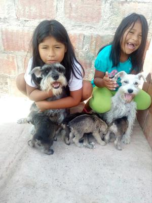 Venta de Snauzer Raza Pura