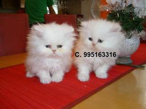bellos hermosos amables gato persa lindos gatitos vacunados