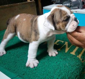 bulldog ingles macho de 2 meses full pedigre whatsapp 998