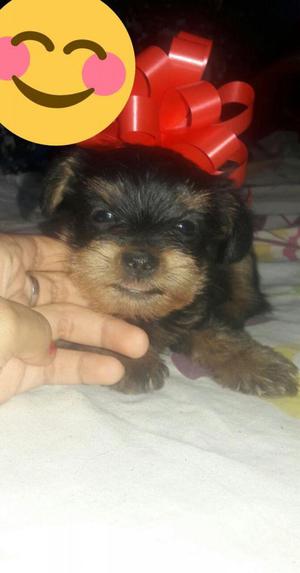 cachorro yorkshire terrier