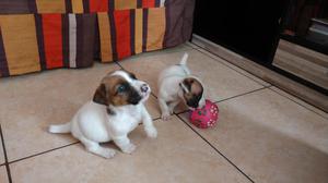 cachorros jack russell