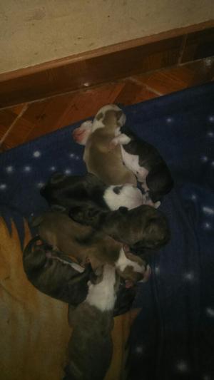 en 20 Dias Venta de Cachorros Pitbull