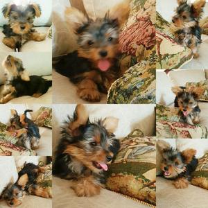 en Venta Yorkshire Terrier