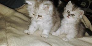 gatitos persas