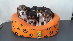 l★ Preciosos Cachorros Beagles ★l