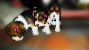Beagle Cachorros