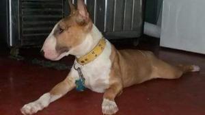 Bull Terrier, Pedigree Dorado