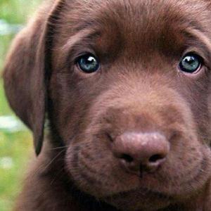 Cachorro Labrador Chocolate