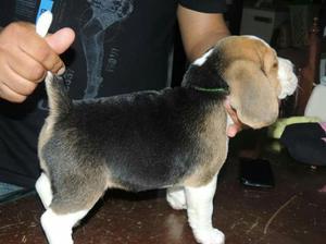 Cachorros Beagles Full Pedigree