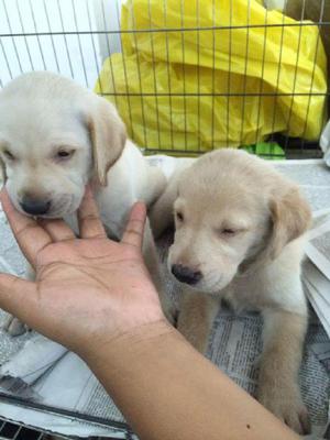 Preciosos Cachorros Labrador Retriver