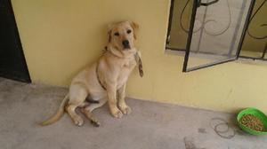 Vendo Labrador Retriever