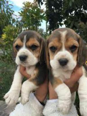 Venta de Cachorros Beagle Tricolores